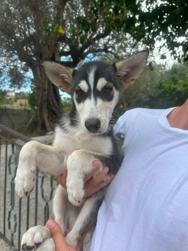 Atena, female Husky for adoption at I Pelosetti di Silvana ODV, Reggio Calabria
