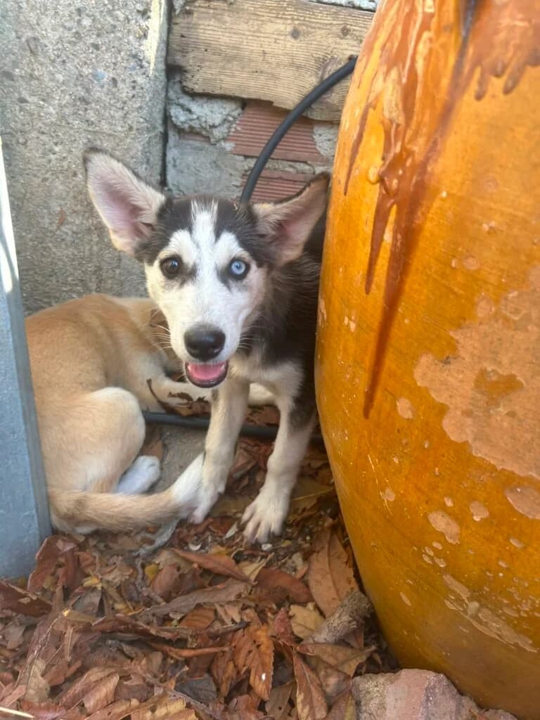 Zeus, male puppy German Shepherd for adoption at I Pelosetti di Silvana