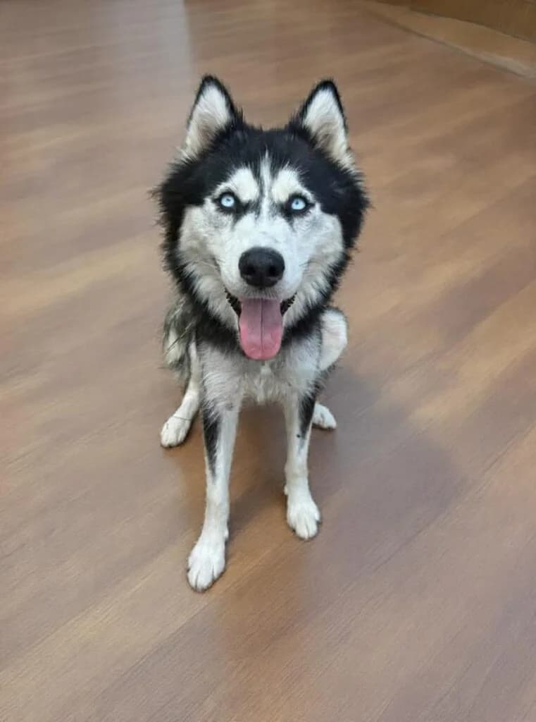 Sally, female young Husky for adoption at I Pelosetti di Silvana