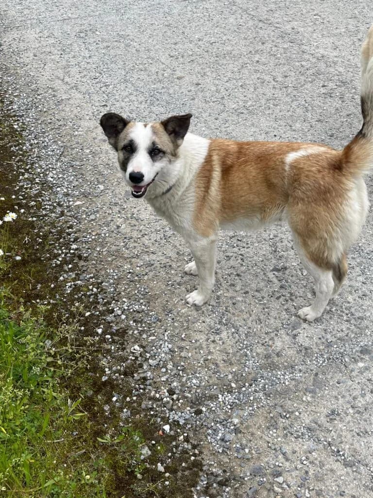Lola, female 3yo mixed breed for adoption at I Pelosetti di Silvana