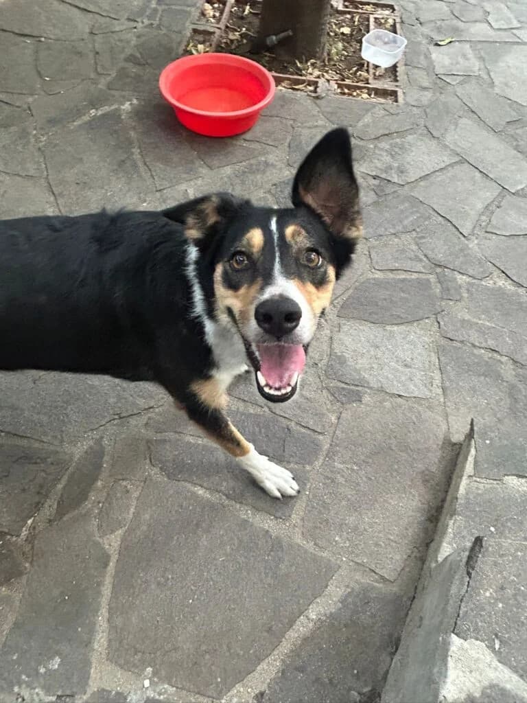 Mia, female 3yo mixed breed for adoption at I Pelosetti di Silvana