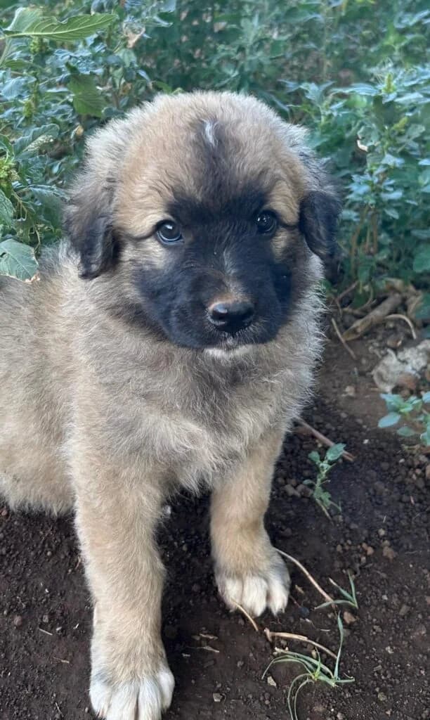 Balu’, male puppy mixed breed for adoption at I Pelosetti di Silvana