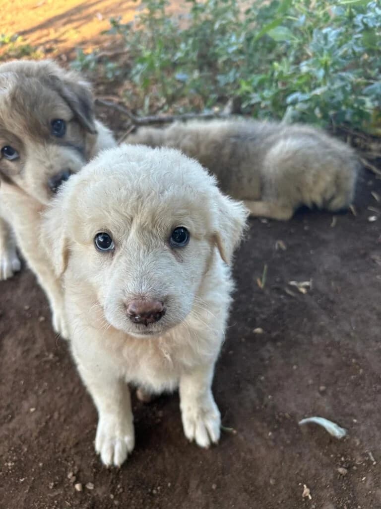 Tea, female puppy mixed breed for adoption at I Pelosetti di Silvana