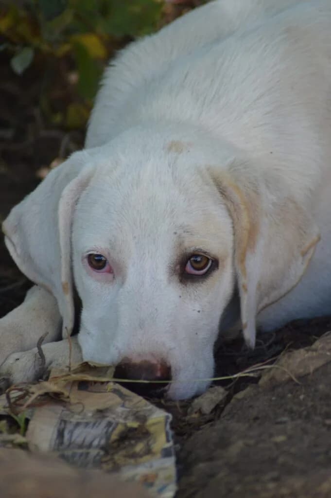Cleopatra, female puppy Labrador Retriever for adoption at I Pelosetti di Silvana