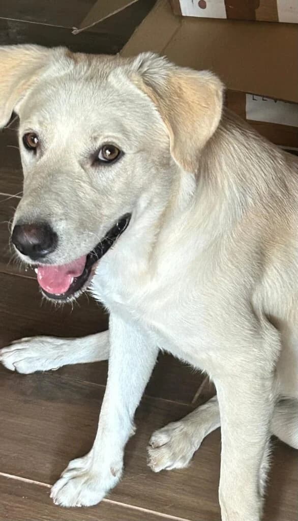 Teo, male young Labrador Retriever for adoption at I Pelosetti di Silvana
