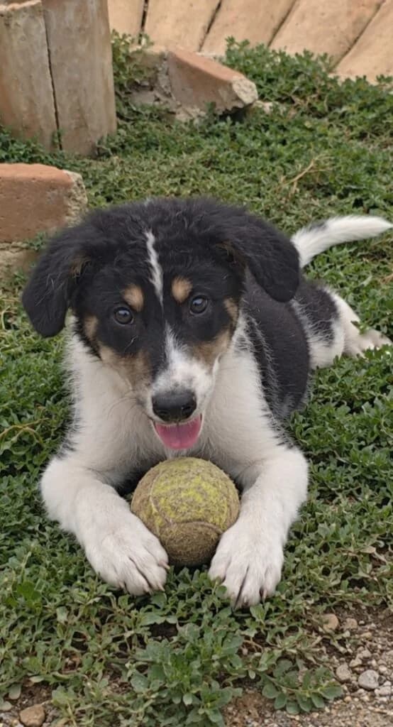 Leon, male puppy Border Collie for adoption at I Pelosetti di Silvana