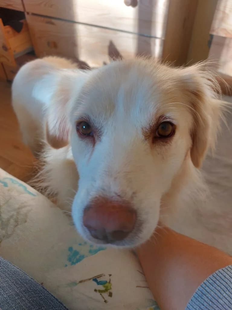 Miele, male 3yo Golden Retriever for adoption at I Pelosetti di Silvana
