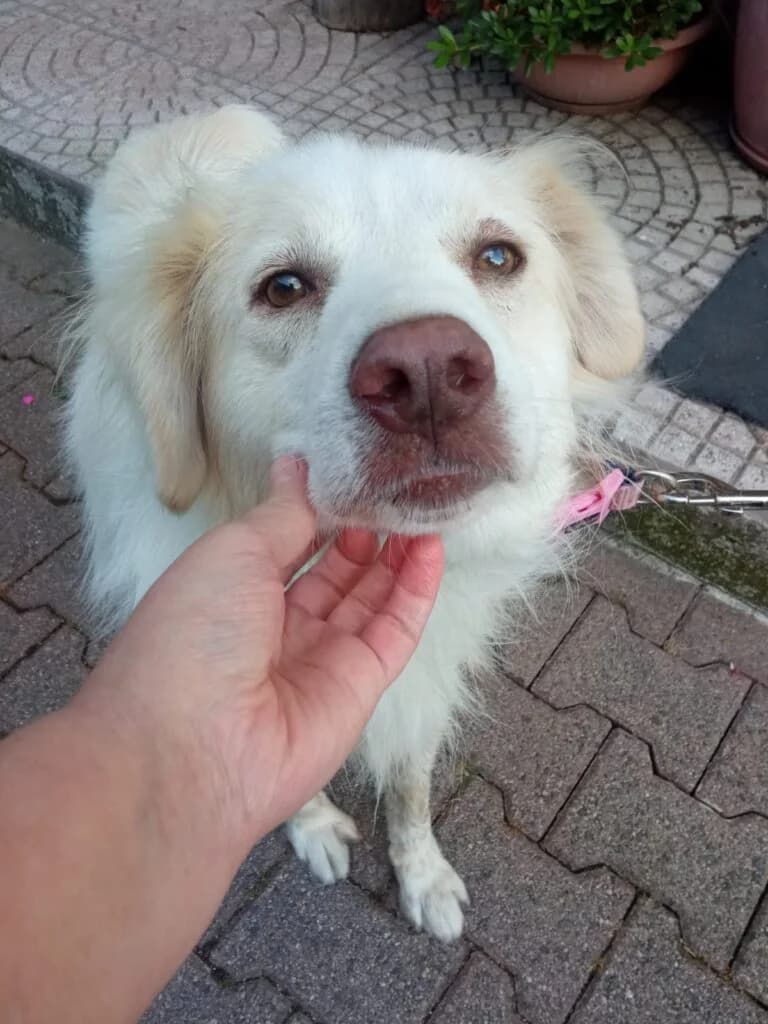 Miele, male 3yo Golden Retriever for adoption at I Pelosetti di Silvana