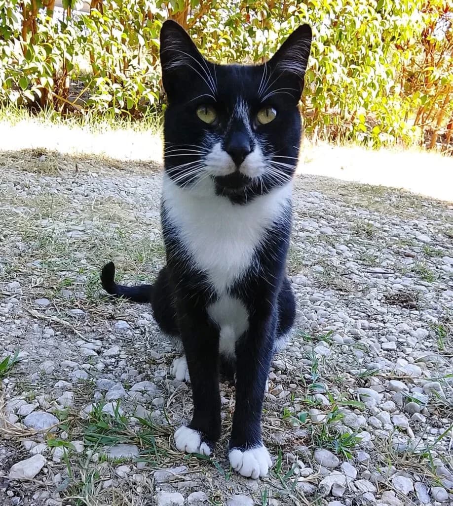 Felix, male young European Shorthair for adoption at I Pelosetti di Silvana