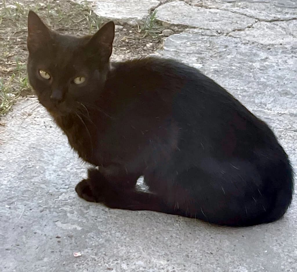 Puma, female young European Shorthair for adoption at I Pelosetti di Silvana