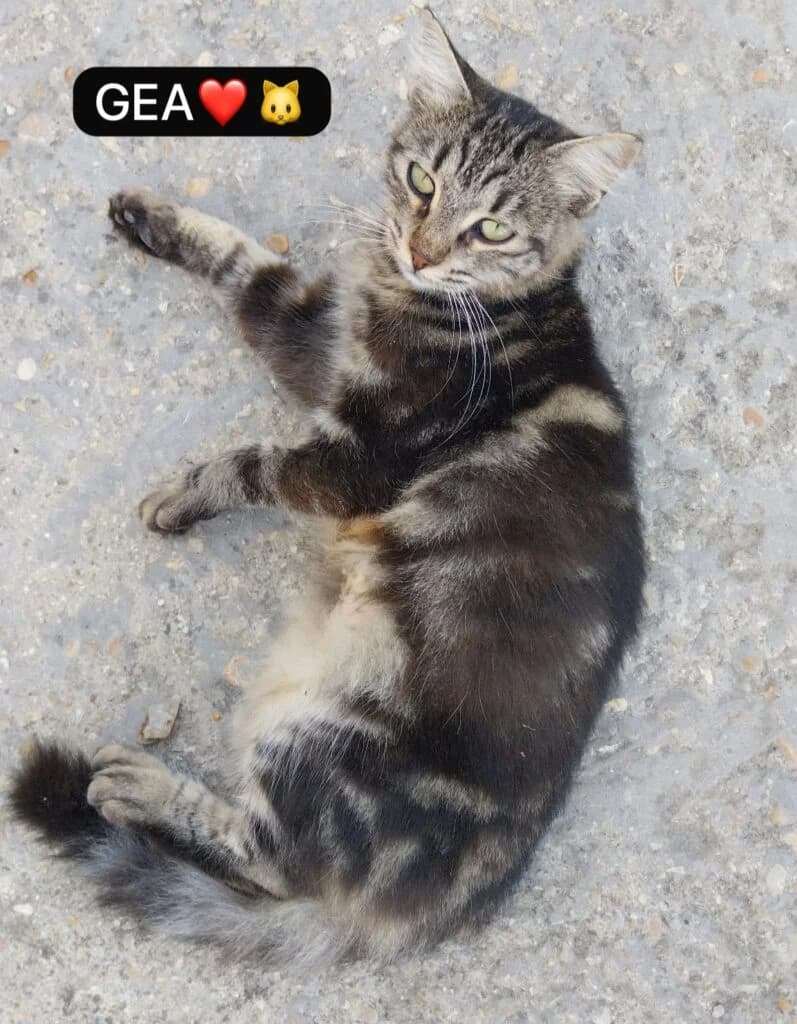 Gea, female puppy European Shorthair for adoption at I Pelosetti di Silvana