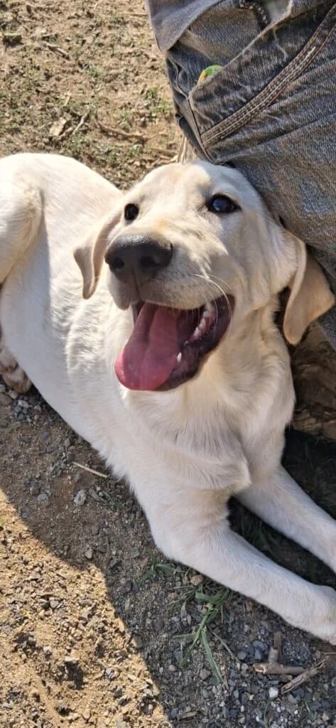 Thor, male puppy Labrador Retriever for adoption at I Pelosetti di Silvana