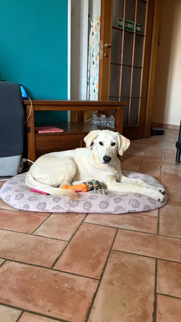 Thor, male puppy Labrador Retriever for adoption at I Pelosetti di Silvana