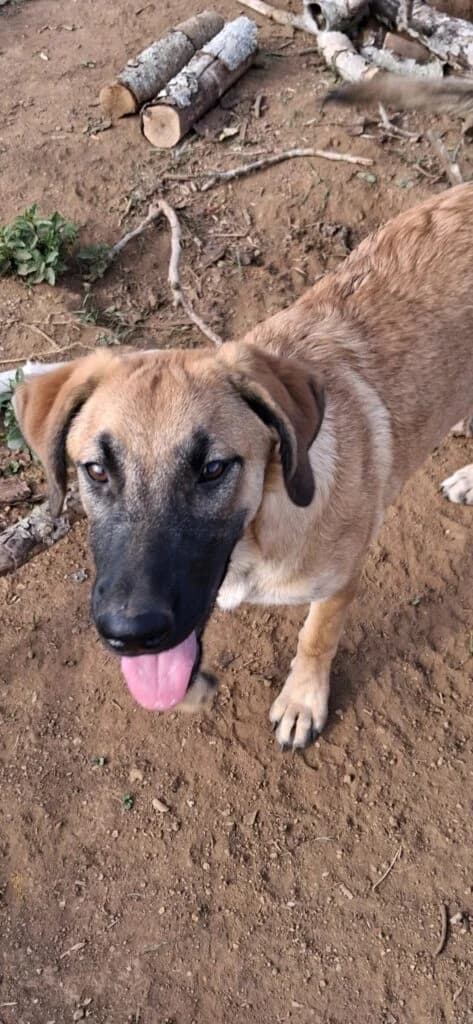 Lisa, female puppy Belgian Malinois for adoption at I Pelosetti di Silvana