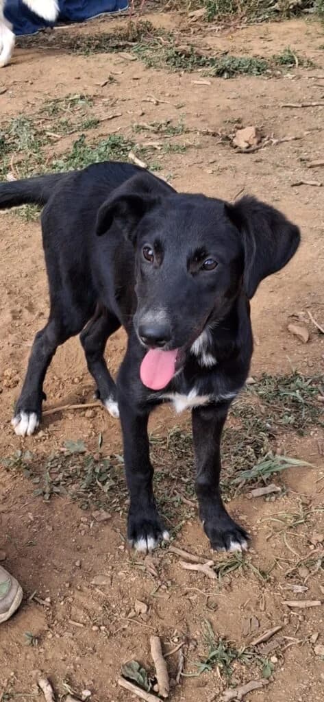 Dora, female puppy mixed breed for adoption at I Pelosetti di Silvana