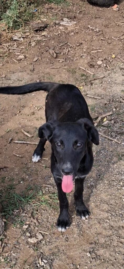 Sara, female puppy mixed breed for adoption at I Pelosetti di Silvana