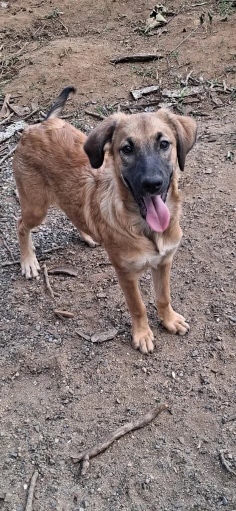 Gina, female puppy Belgian Malinois for adoption at I Pelosetti di Silvana