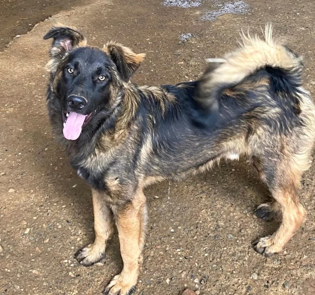 Falco, male young German Shepherd for adoption at I Pelosetti di Silvana