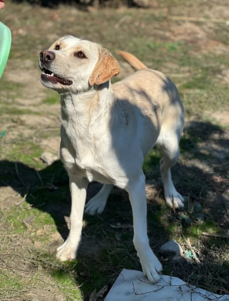 Queen, female 3yo Labrador Retriever for adoption at I Pelosetti di Silvana