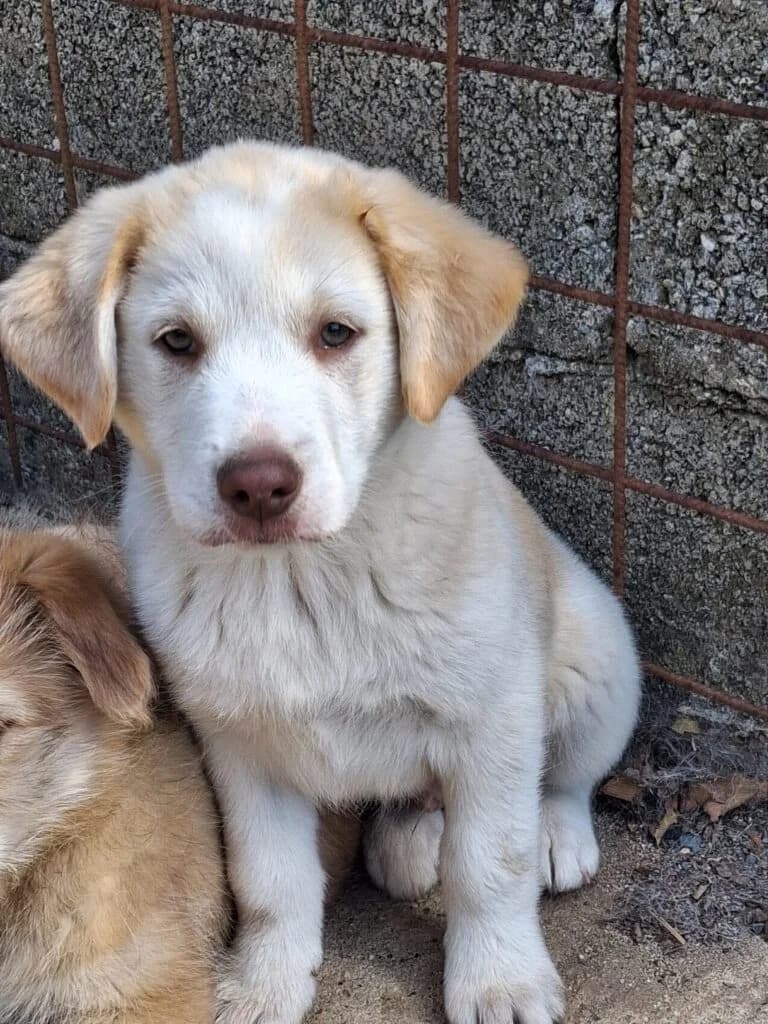 Ken, male puppy Labrador Retriever for adoption at I Pelosetti di Silvana