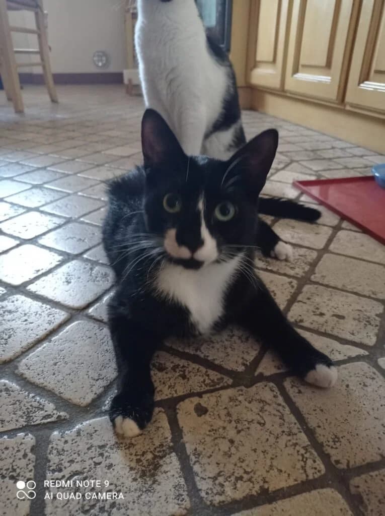 Zoe, female young European Shorthair for adoption at I Pelosetti di Silvana