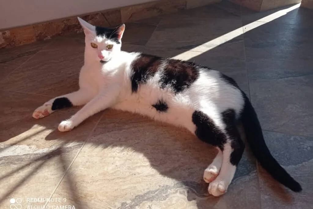 Tao, male young European Shorthair for adoption at I Pelosetti di Silvana