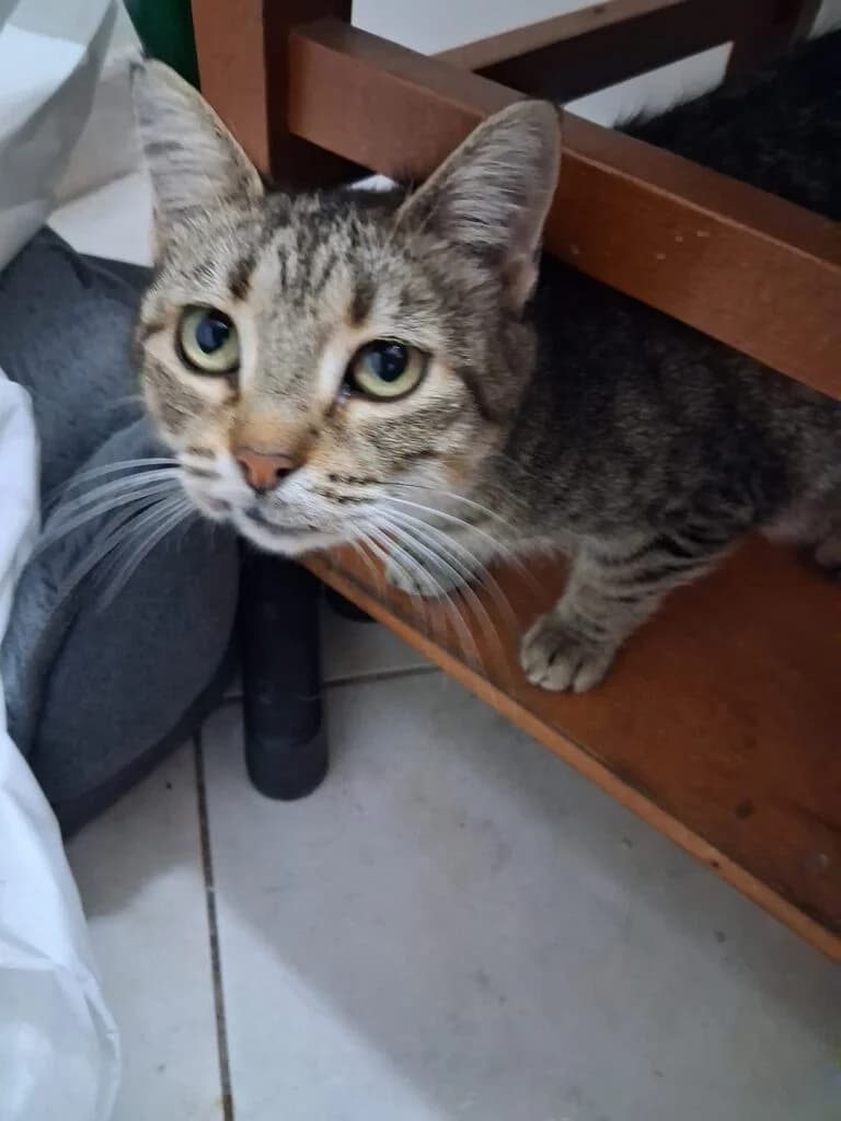 Sasha, female young European Shorthair for adoption at I Pelosetti di Silvana