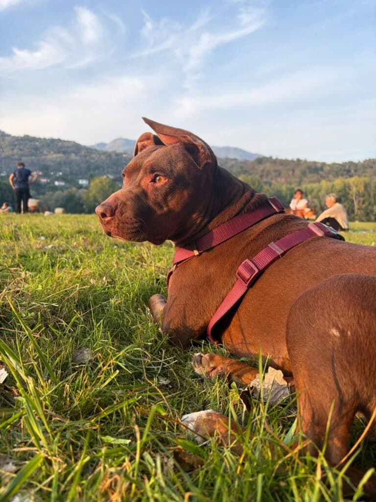 Alice, female senior Bull Terrier for adoption at I Pelosetti di Silvana
