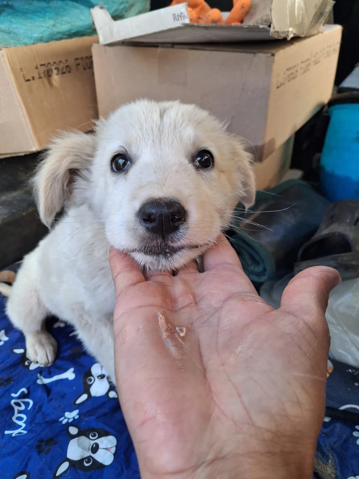 Arya, female Mixed Breed for adoption at I Pelosetti di Silvana ODV, Reggio Calabria