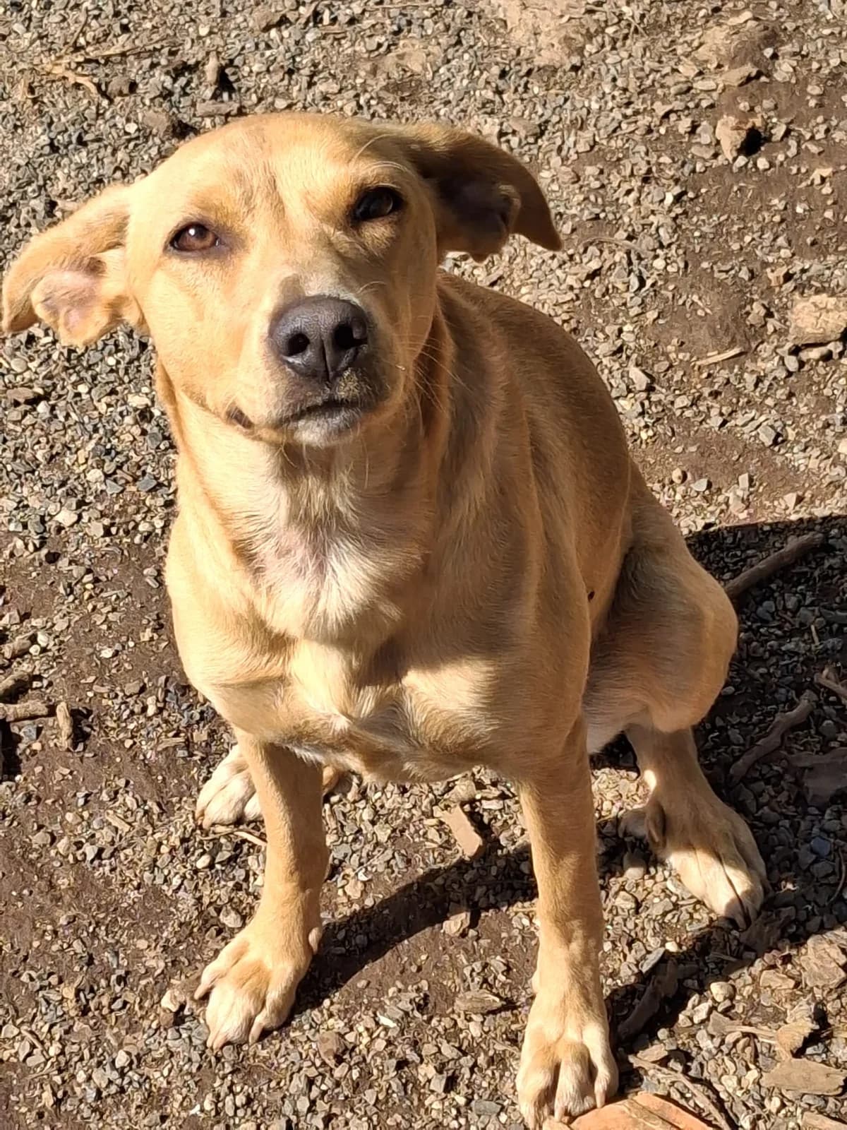 Aska, female Mixed Breed for adoption at I Pelosetti di Silvana ODV, Reggio Calabria