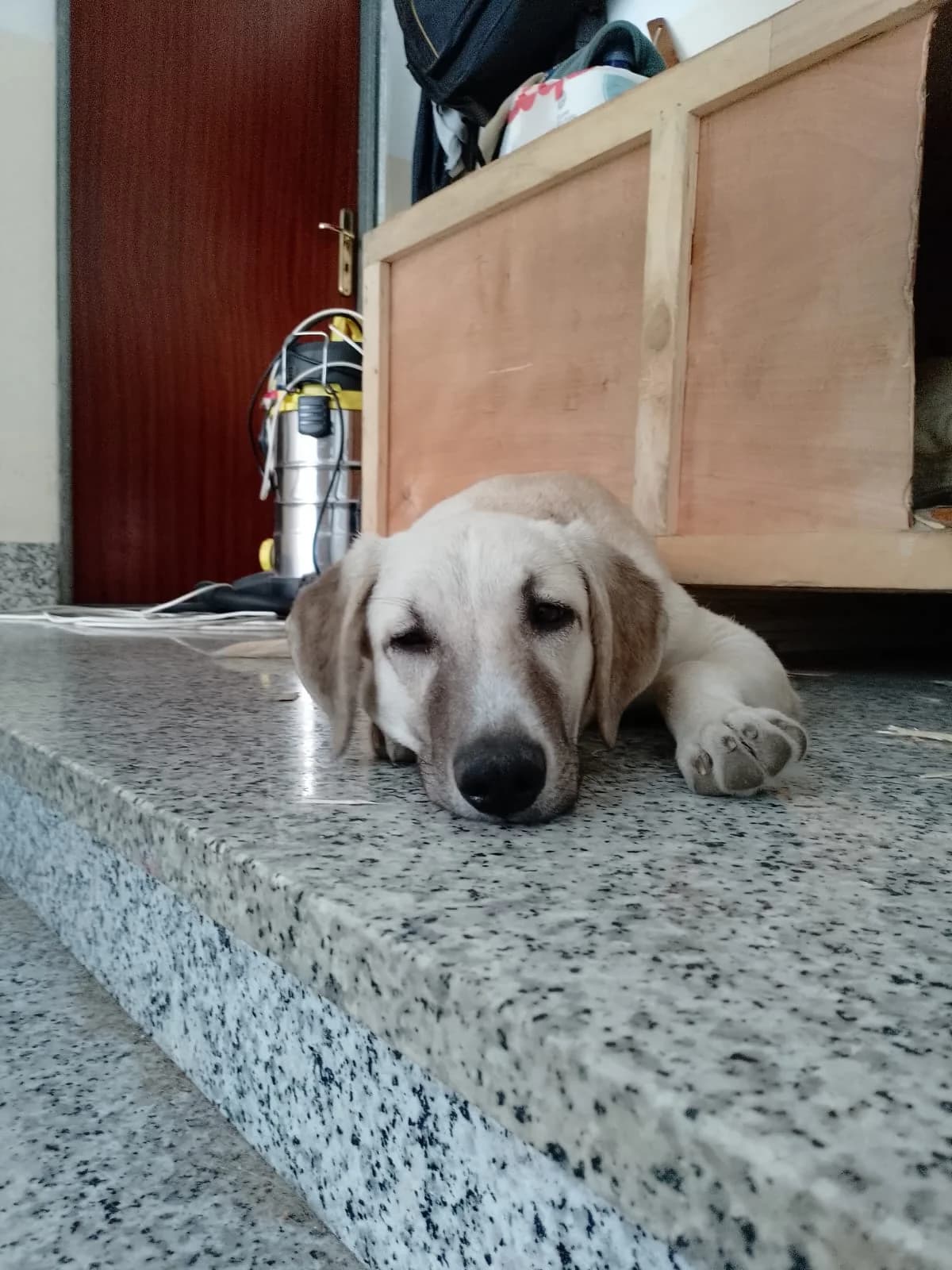 Astra, female Mixed Breed for adoption at I Pelosetti di Silvana ODV, Reggio Calabria