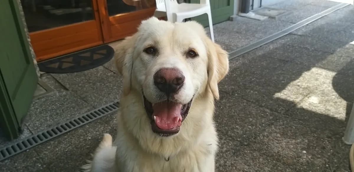 Athena, female Mixed Breed for adoption at I Pelosetti di Silvana ODV, Reggio Calabria