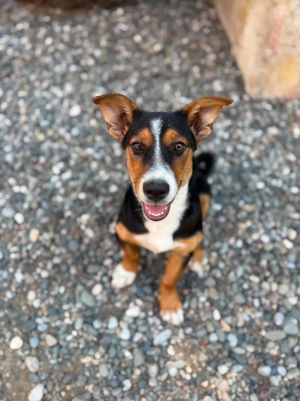Bulina, female Mixed Breed for adoption at I Pelosetti di Silvana ODV, Reggio Calabria