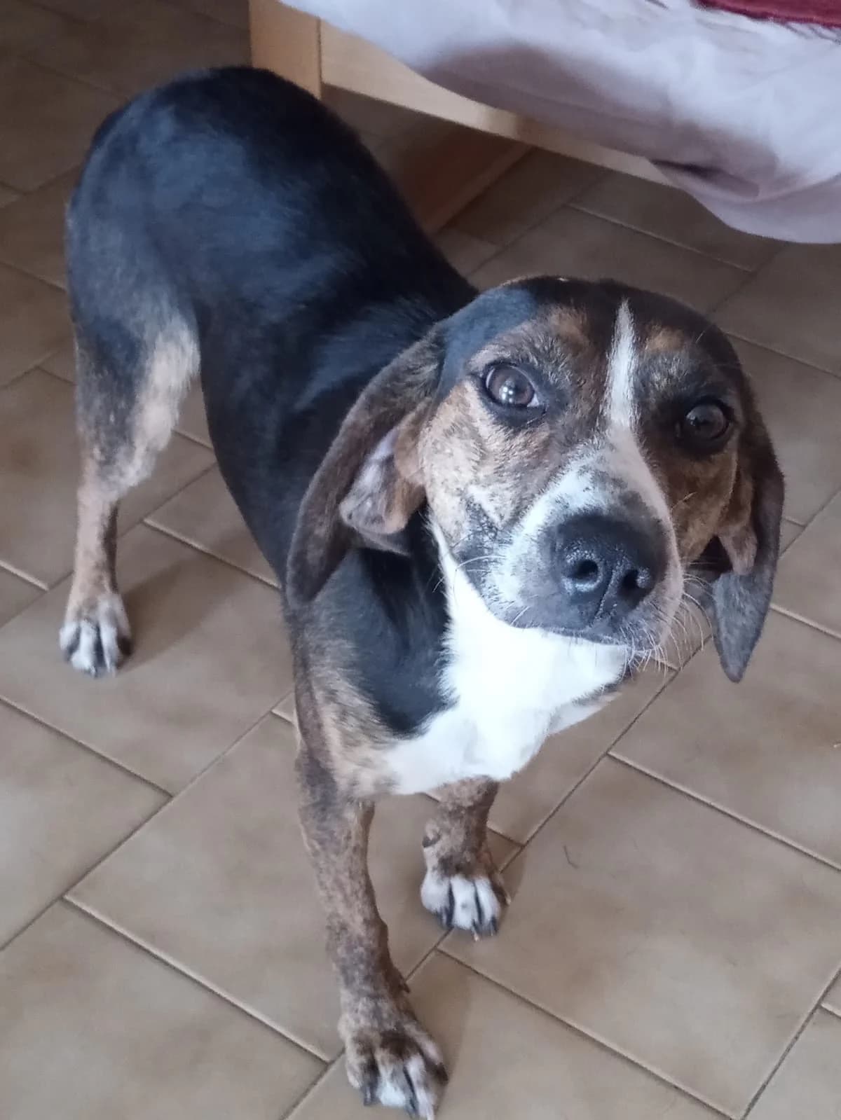 Capi, male Mixed Breed for adoption at I Pelosetti di Silvana ODV, Reggio Calabria