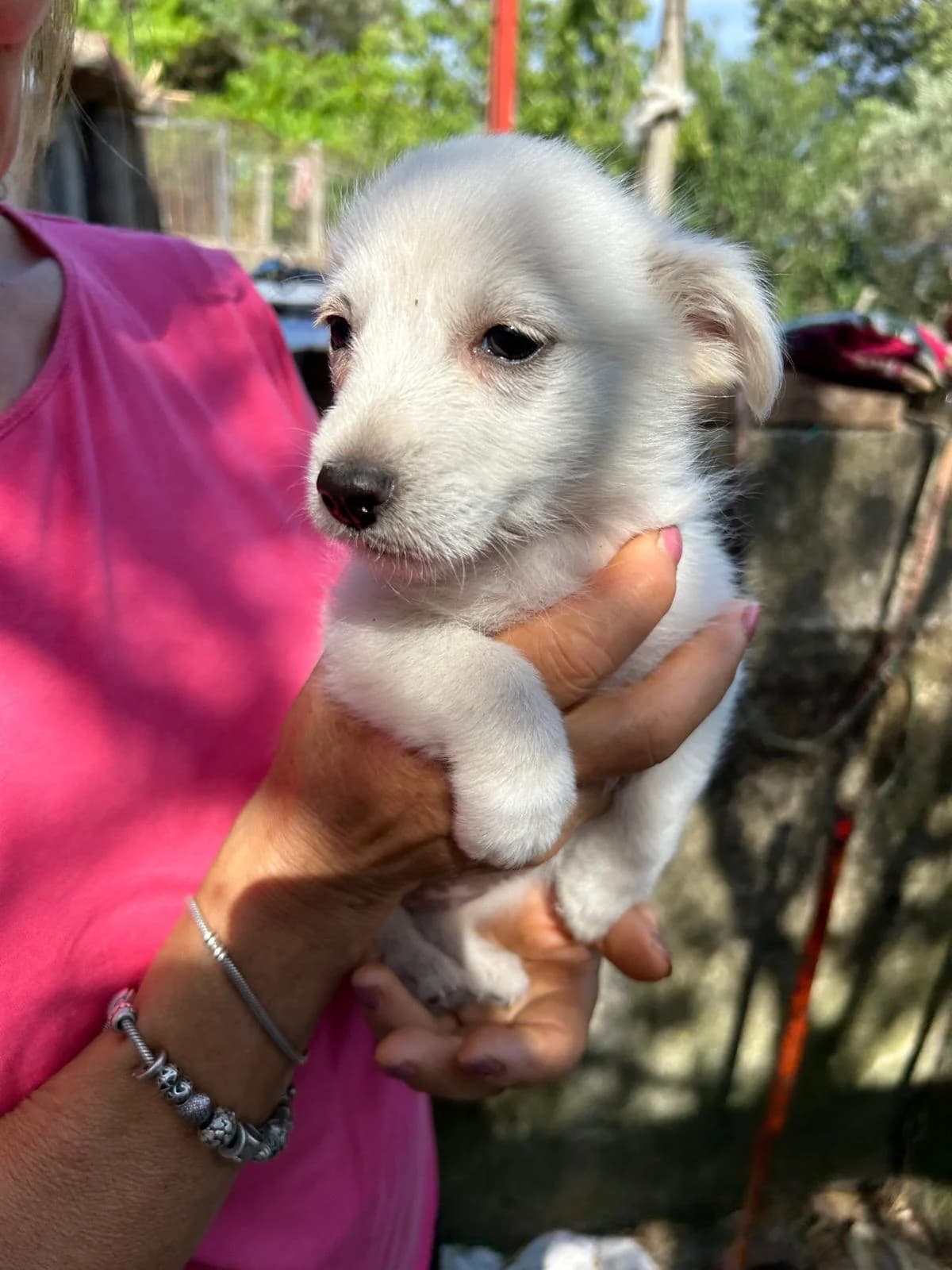Fiorella, female Mixed Breed for adoption at I Pelosetti di Silvana ODV, Reggio Calabria