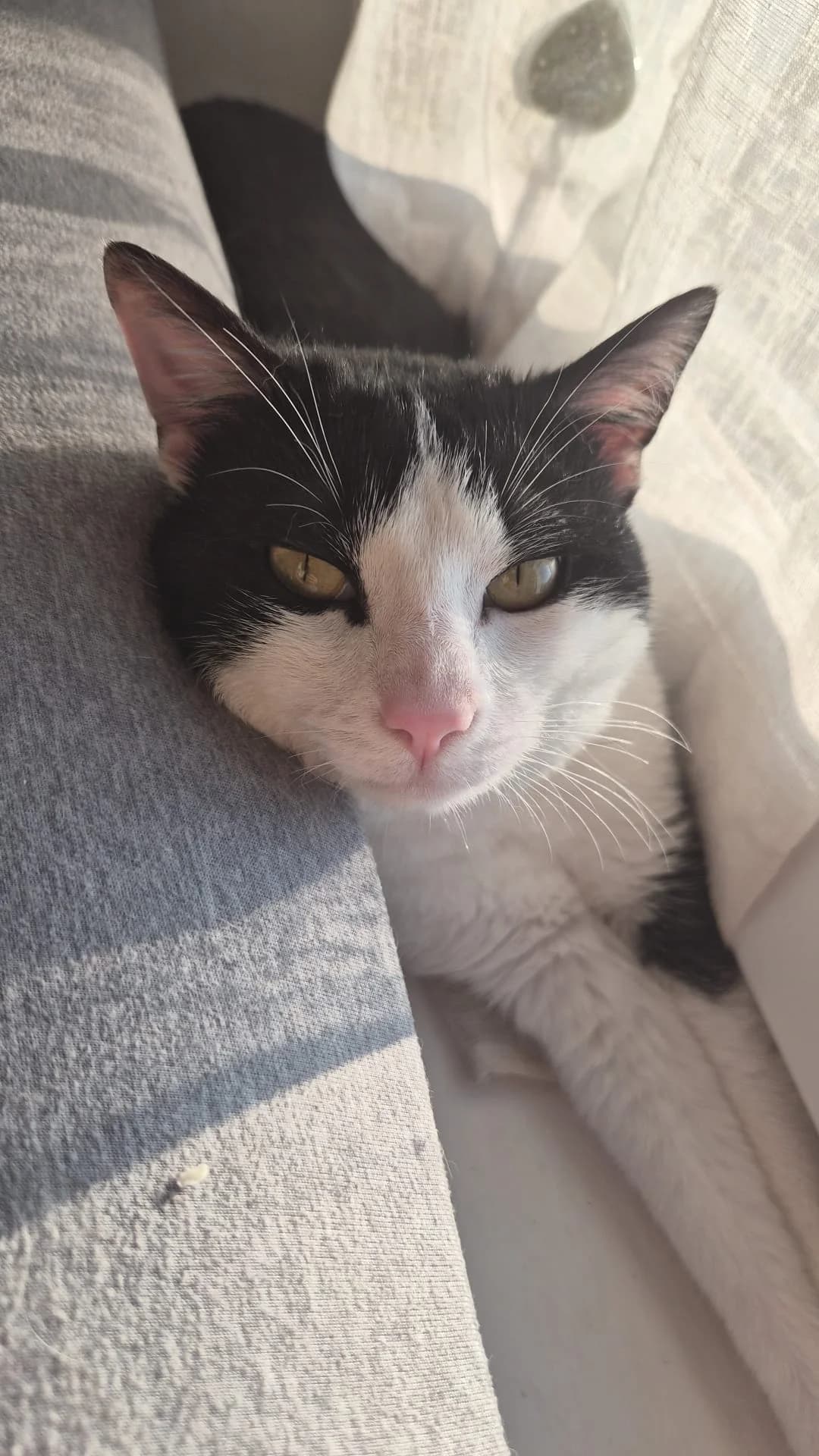 Ham Hock, male European Shorthair for adoption at I Pelosetti di Silvana ODV, Reggio Calabria