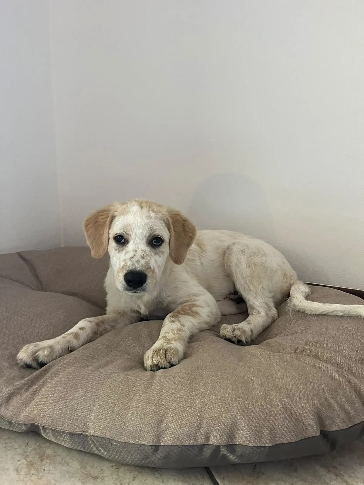 Kay, male Mixed Breed for adoption at I Pelosetti di Silvana ODV, Reggio Calabria
