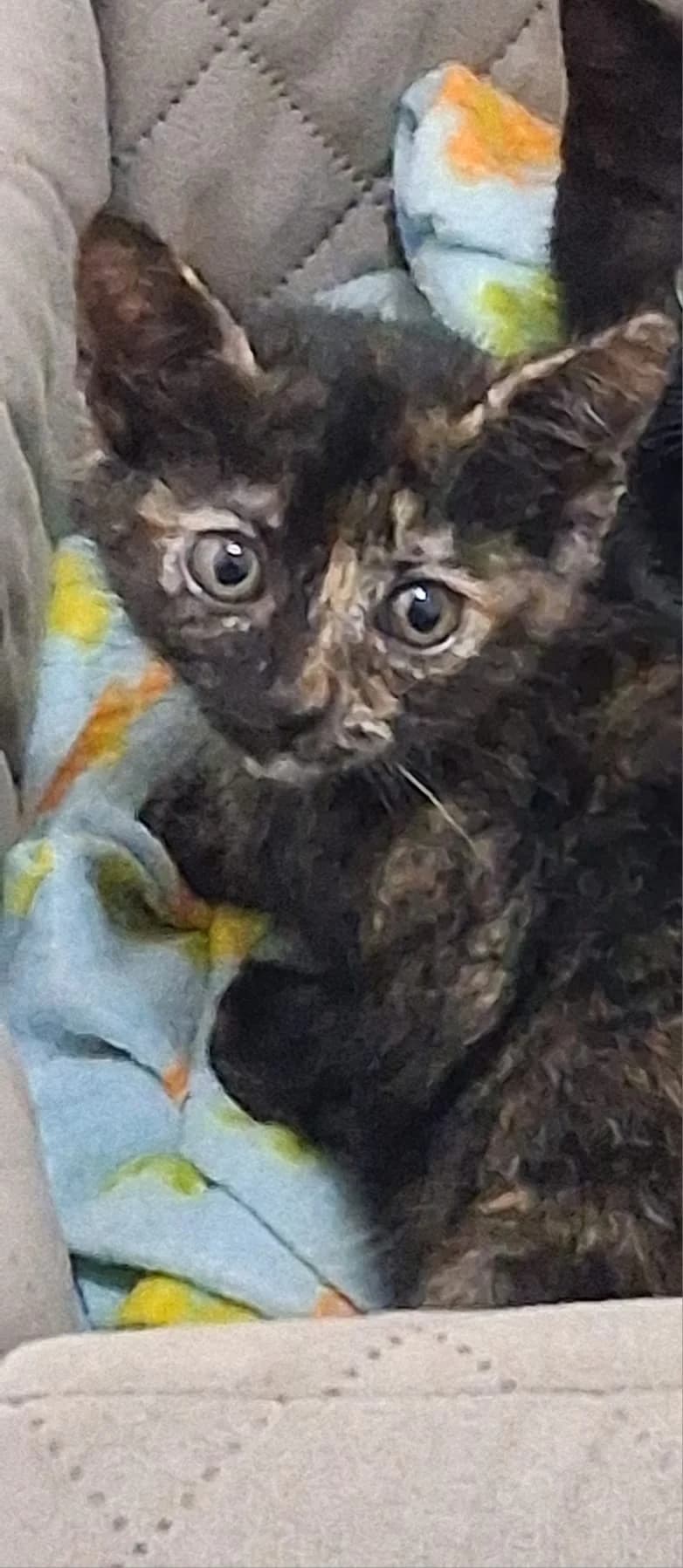 Kiki, female Mixed Breed for adoption at I Pelosetti di Silvana ODV, Reggio Calabria