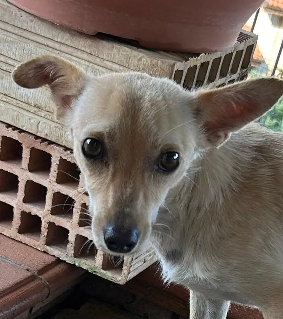 Lisa, female Mixed Breed for adoption at I Pelosetti di Silvana ODV, Reggio Calabria