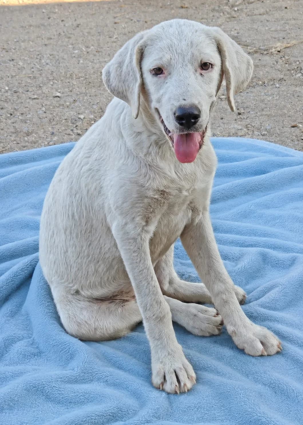 Minerva, female Mixed Breed for adoption at I Pelosetti di Silvana ODV, Reggio Calabria
