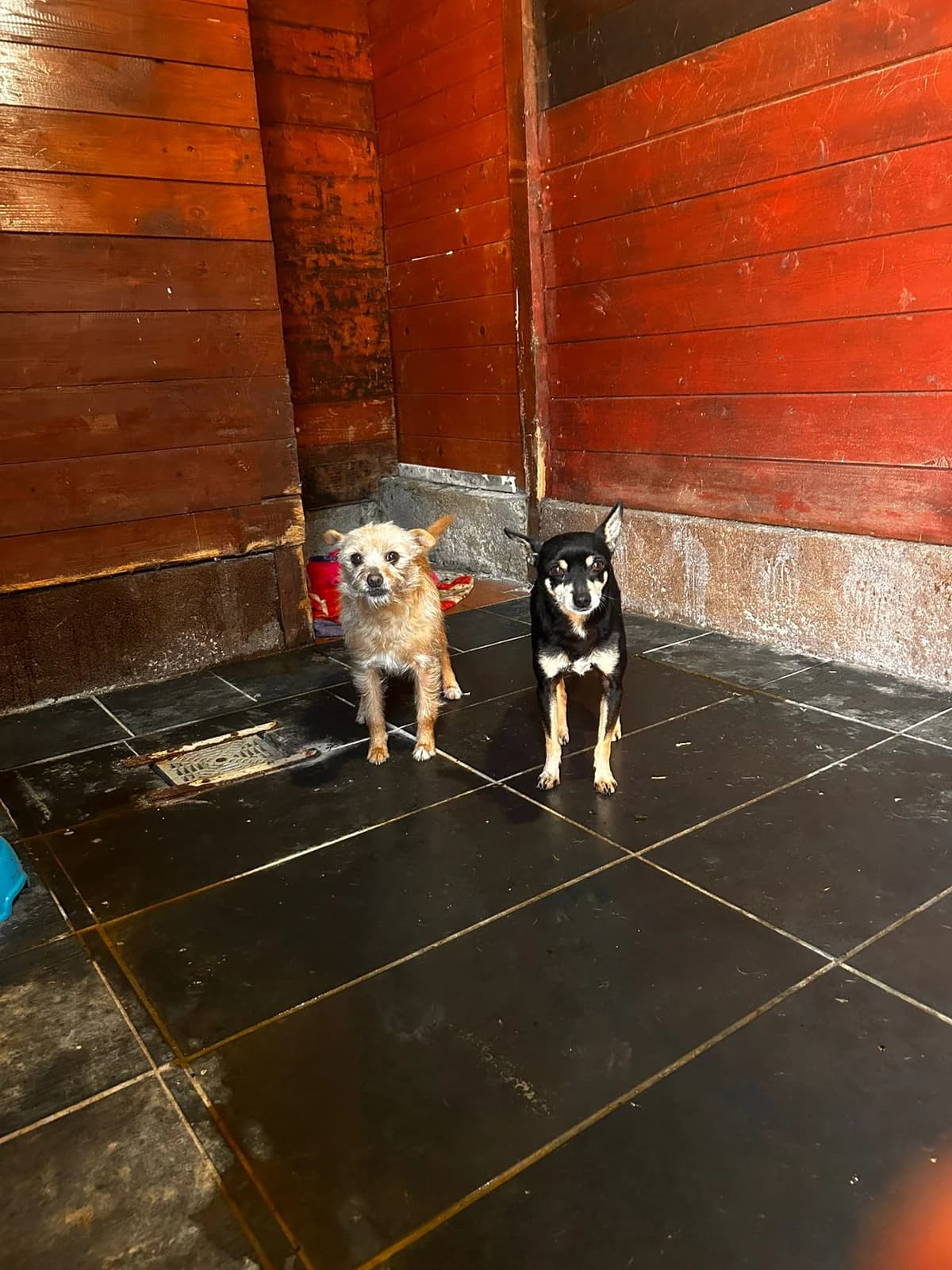 Nala e Chopper, female Mixed Breed for adoption at I Pelosetti di Silvana ODV, Reggio Calabria