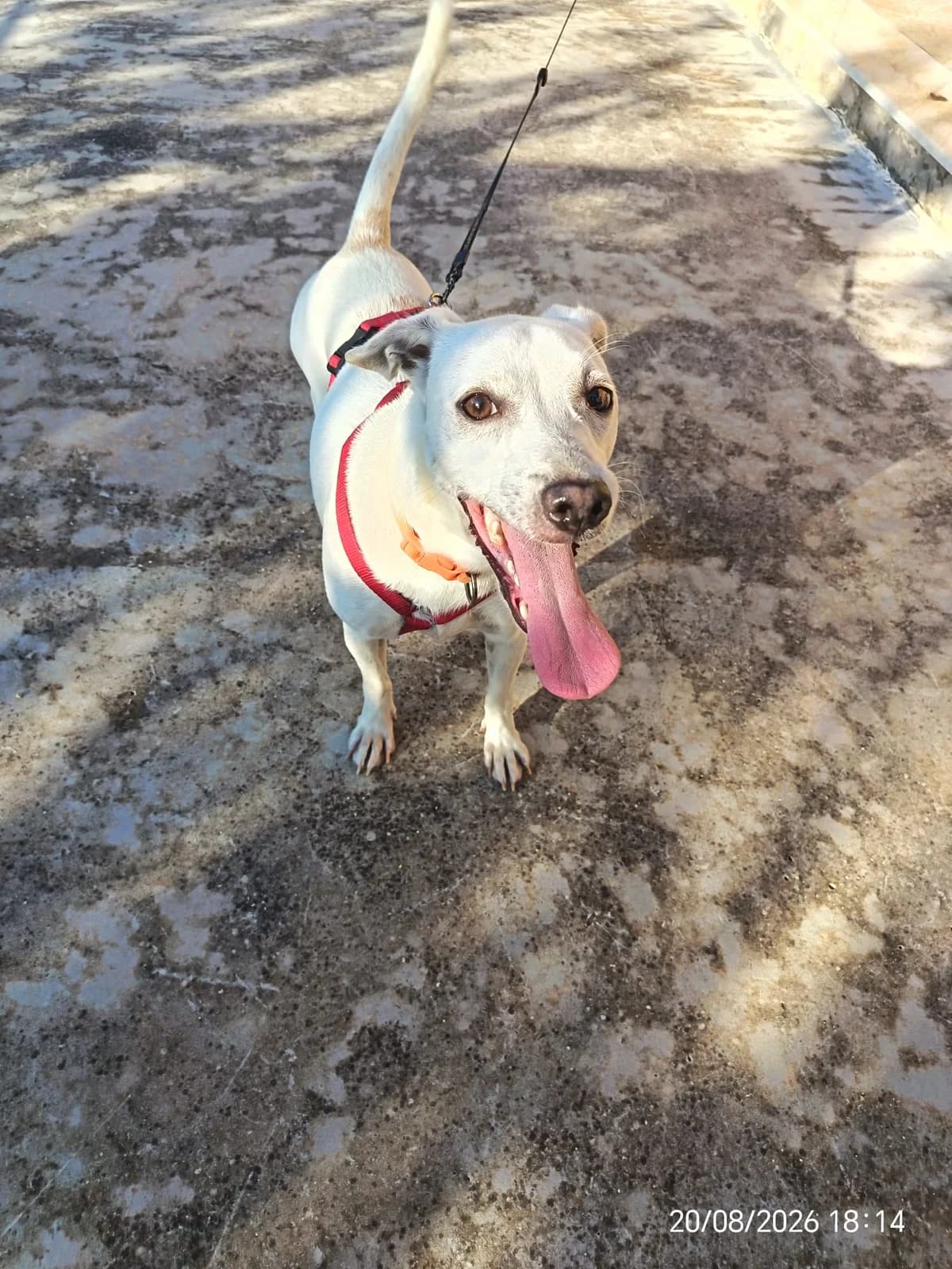 Pongo, male Mixed Breed for adoption at I Pelosetti di Silvana ODV, Reggio Calabria