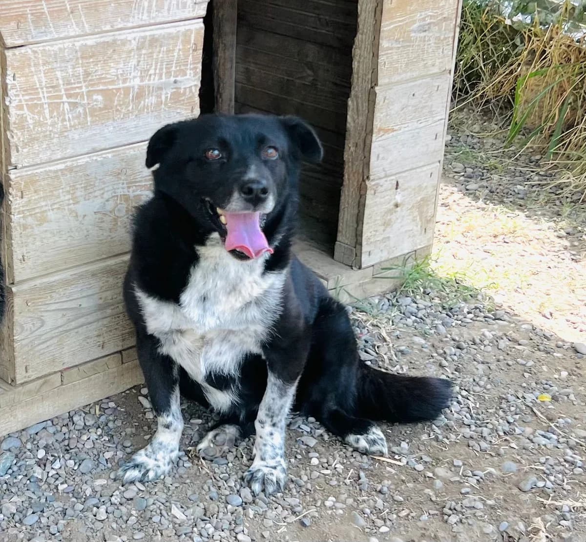 Sasha, female Mixed Breed for adoption at I Pelosetti di Silvana ODV, Reggio Calabria