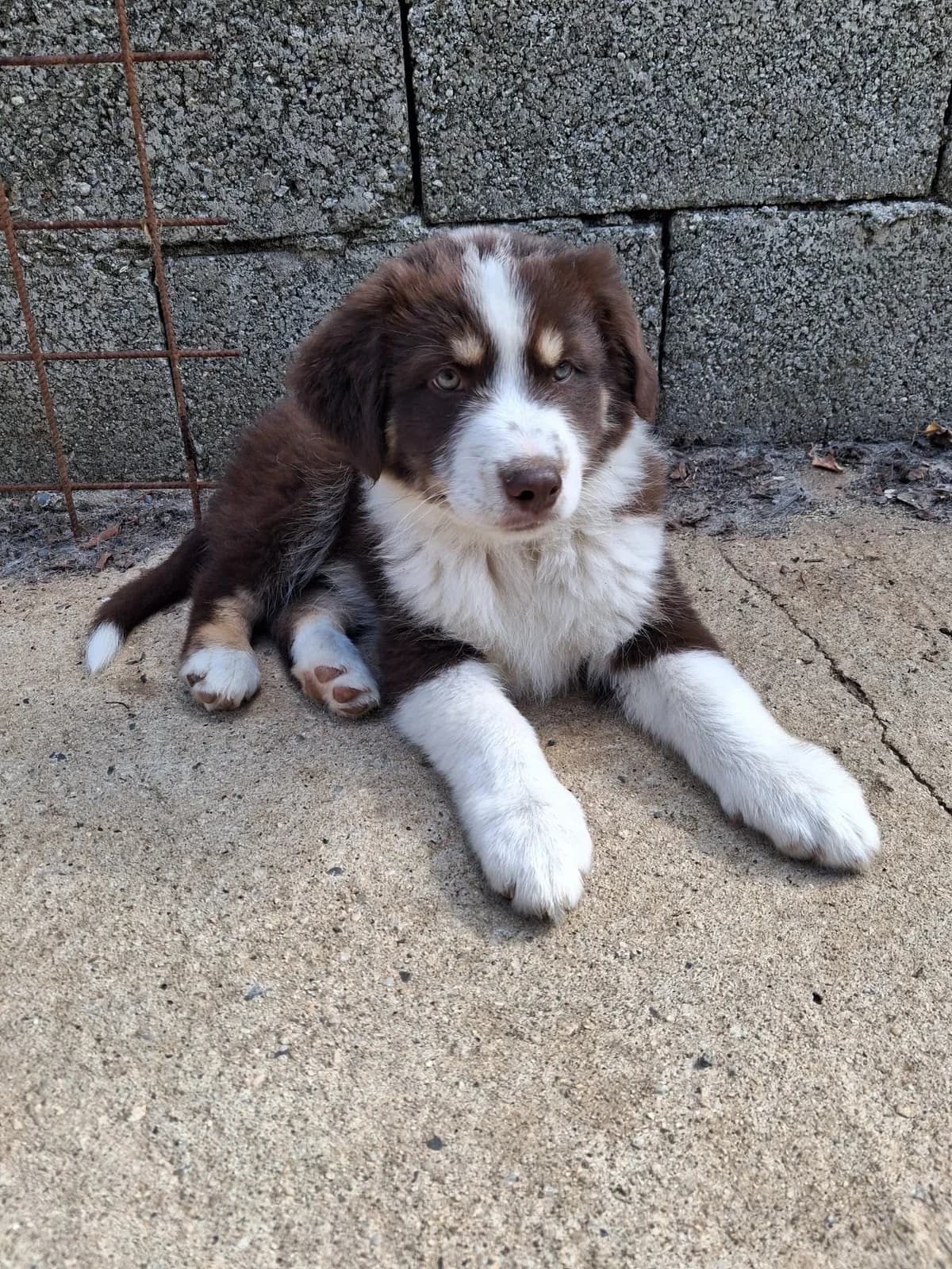 Simba, male Mixed Breed for adoption at I Pelosetti di Silvana ODV, Reggio Calabria