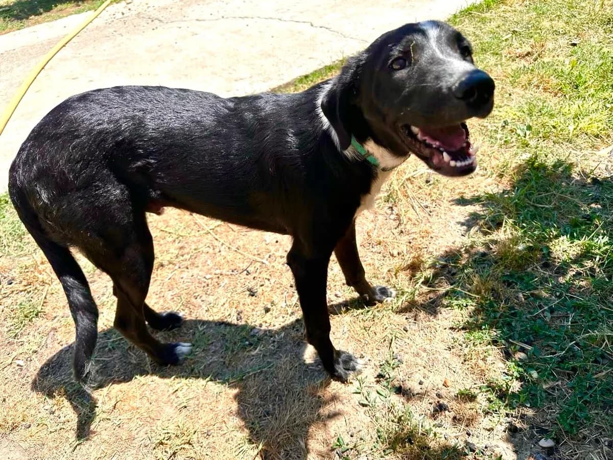 Tony, male Mixed Breed for adoption at I Pelosetti di Silvana ODV, Reggio Calabria