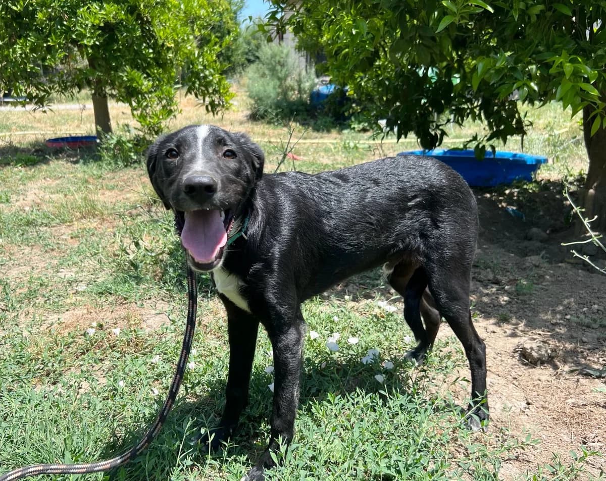 Tony, male Mixed Breed for adoption at I Pelosetti di Silvana ODV, Reggio Calabria