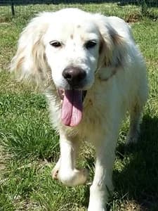 NEVE, Mixed Breed for adoption at Italian Setter Rescue, Italia