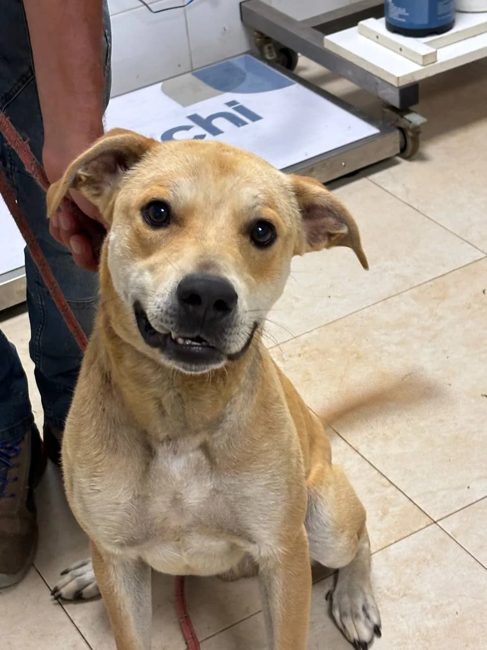 AUREO, 3yo Mixed Breed for adoption at La Fattoria di Tobia, San Cesareo (RM)