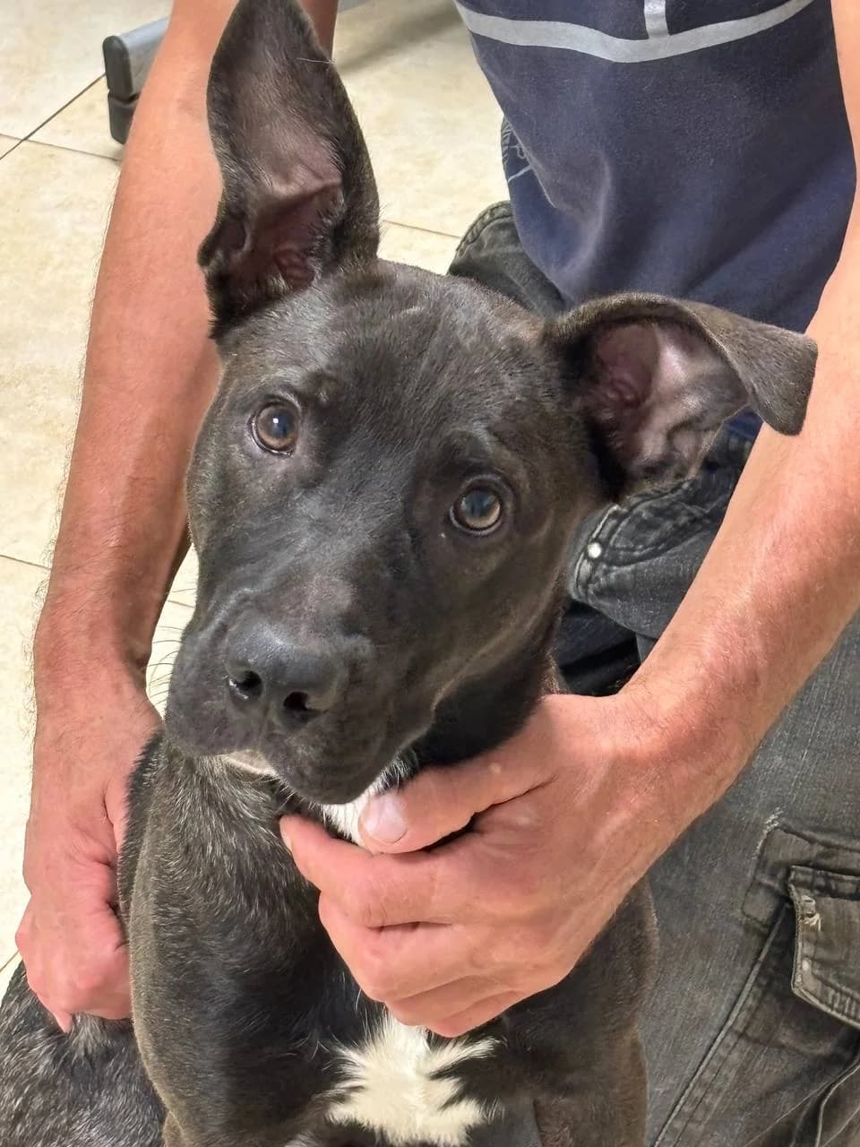 BRUXO, young Mixed Breed for adoption at La Fattoria di Tobia, San Cesareo (RM)