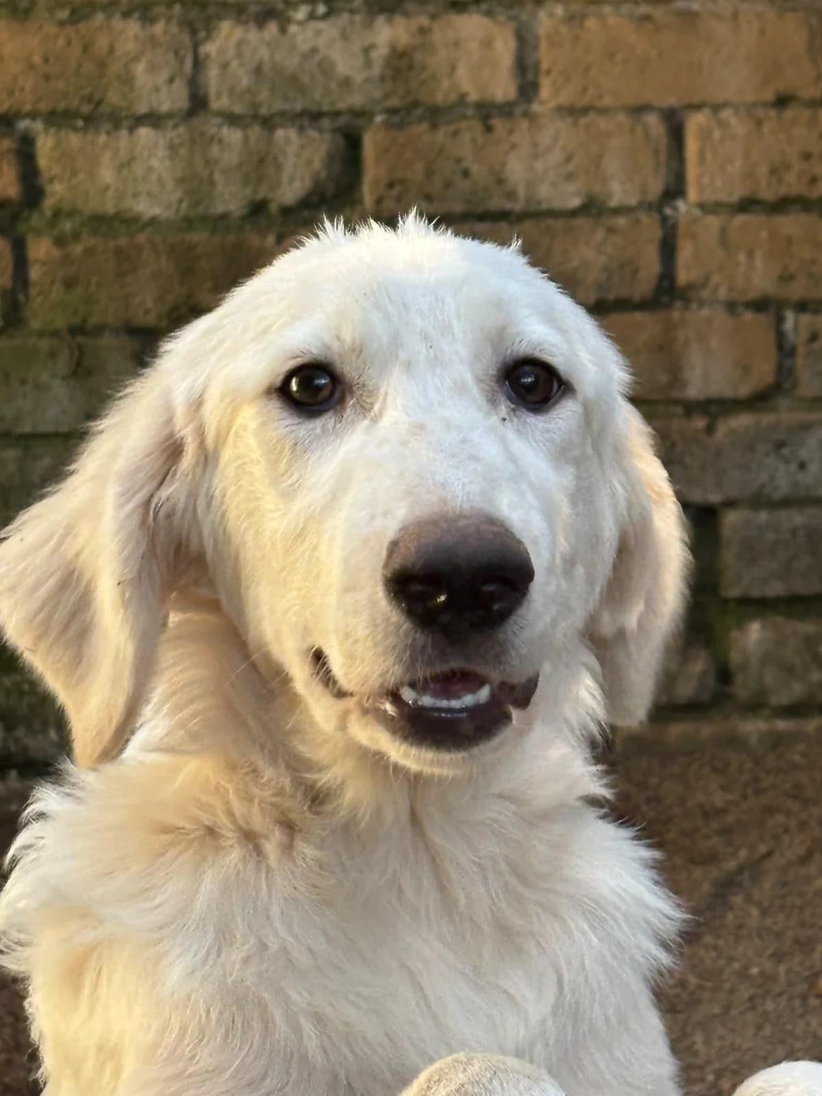 CROMEK, puppy Mixed Breed for adoption at La Fattoria di Tobia, San Cesareo (RM)